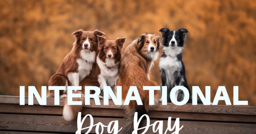 इंटरनेशनल डॉग डे : देखें सेलिब्रिटी और उनके डॉग्स  | International Dog Day – Celebrity and Their Dogs | 26 Aug