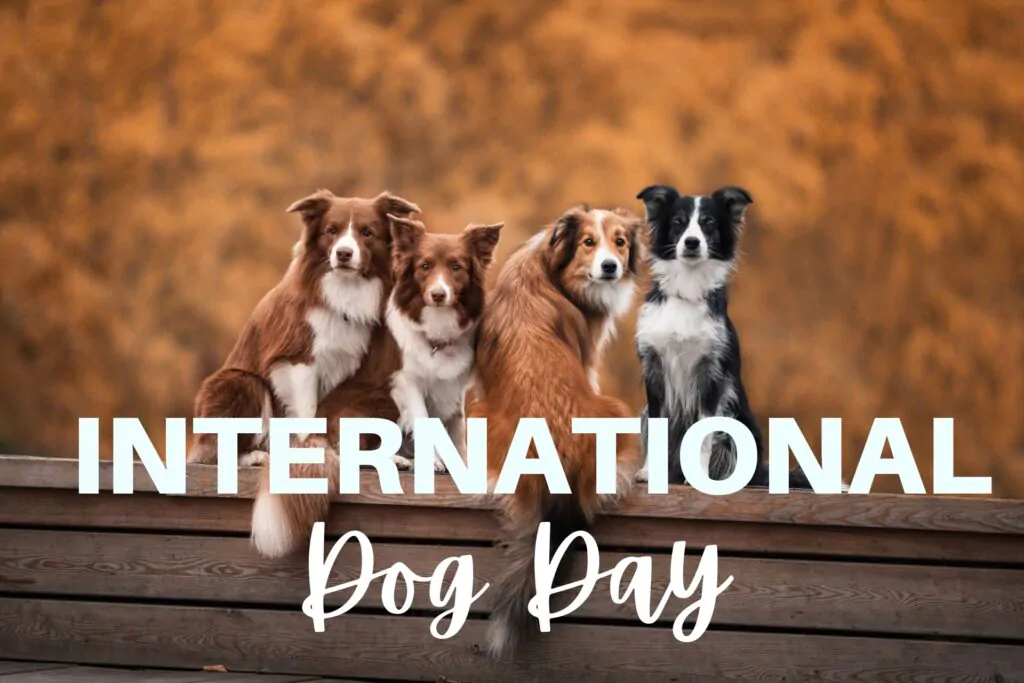 इंटरनेशनल डॉग डे : देखें सेलिब्रिटी और उनके डॉग्स  | International Dog Day – Celebrity and Their Dogs | 26 Aug